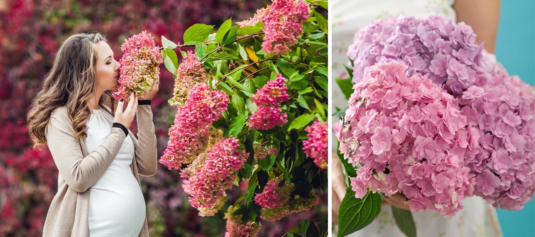 hortensia rose femme jardin