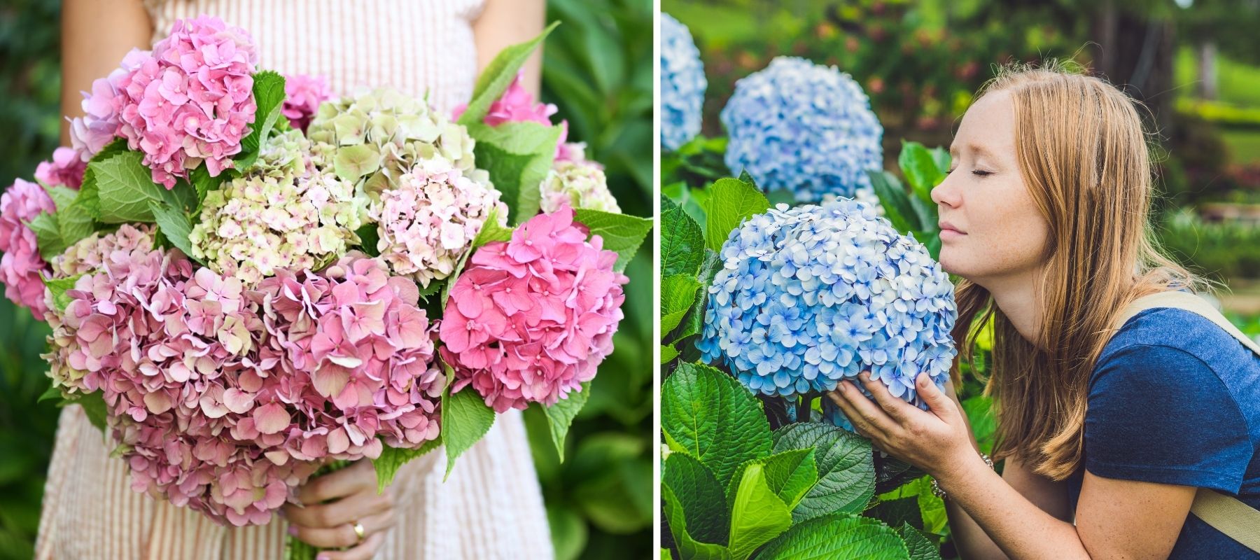 hortensia rose hortensia bleu de jardin
