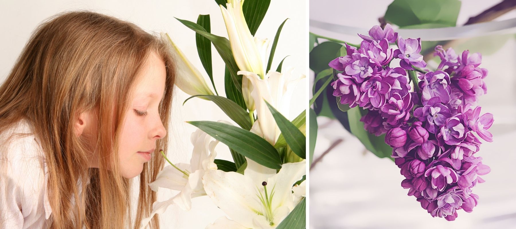 purple lilies flowers that symbolize family