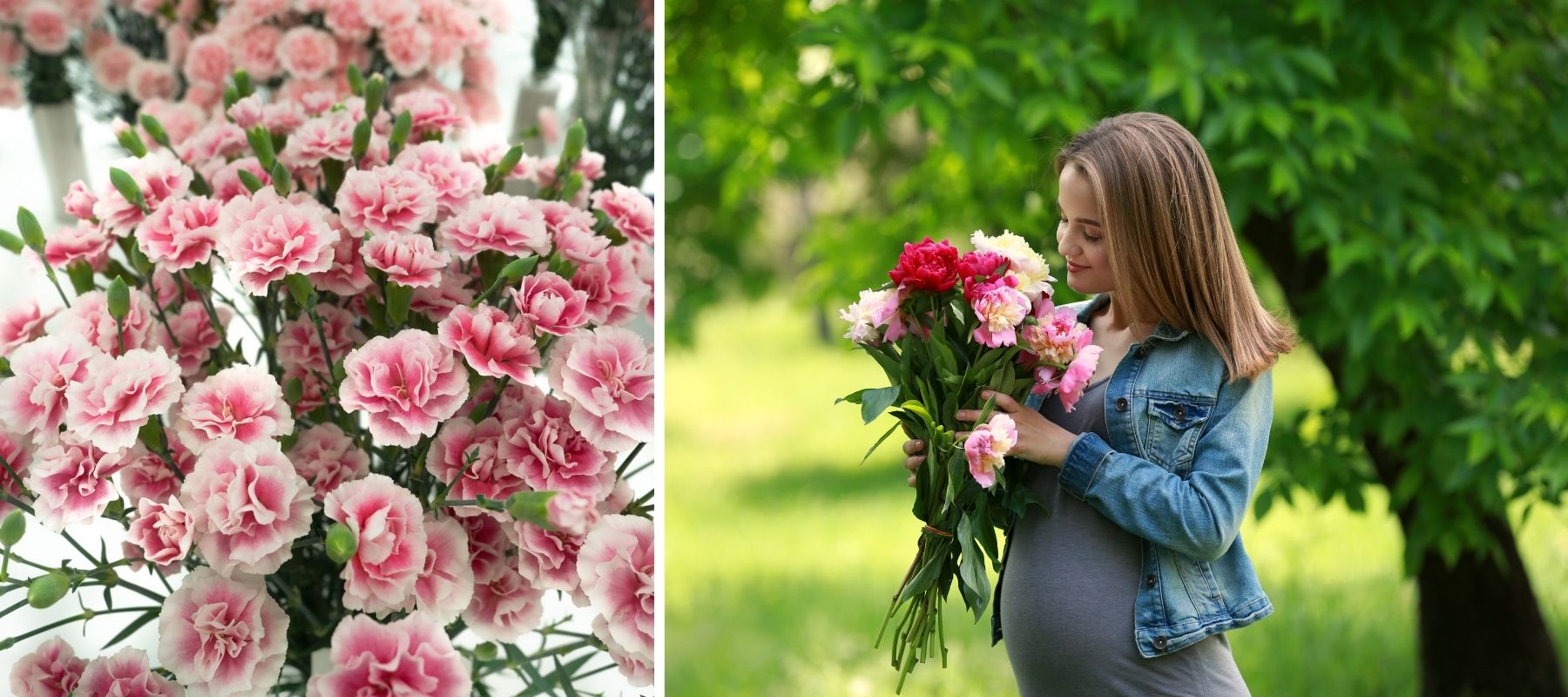 pink carnations gift Mother's Day mom