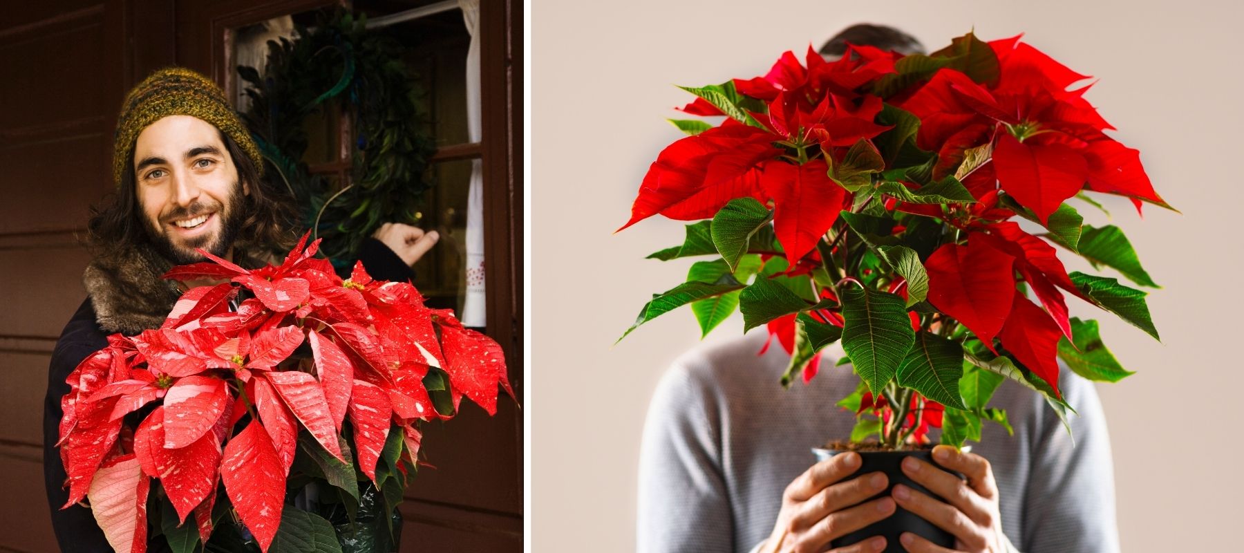 Weihnachtsstern, wie man ihn wieder zum Blühen bringt