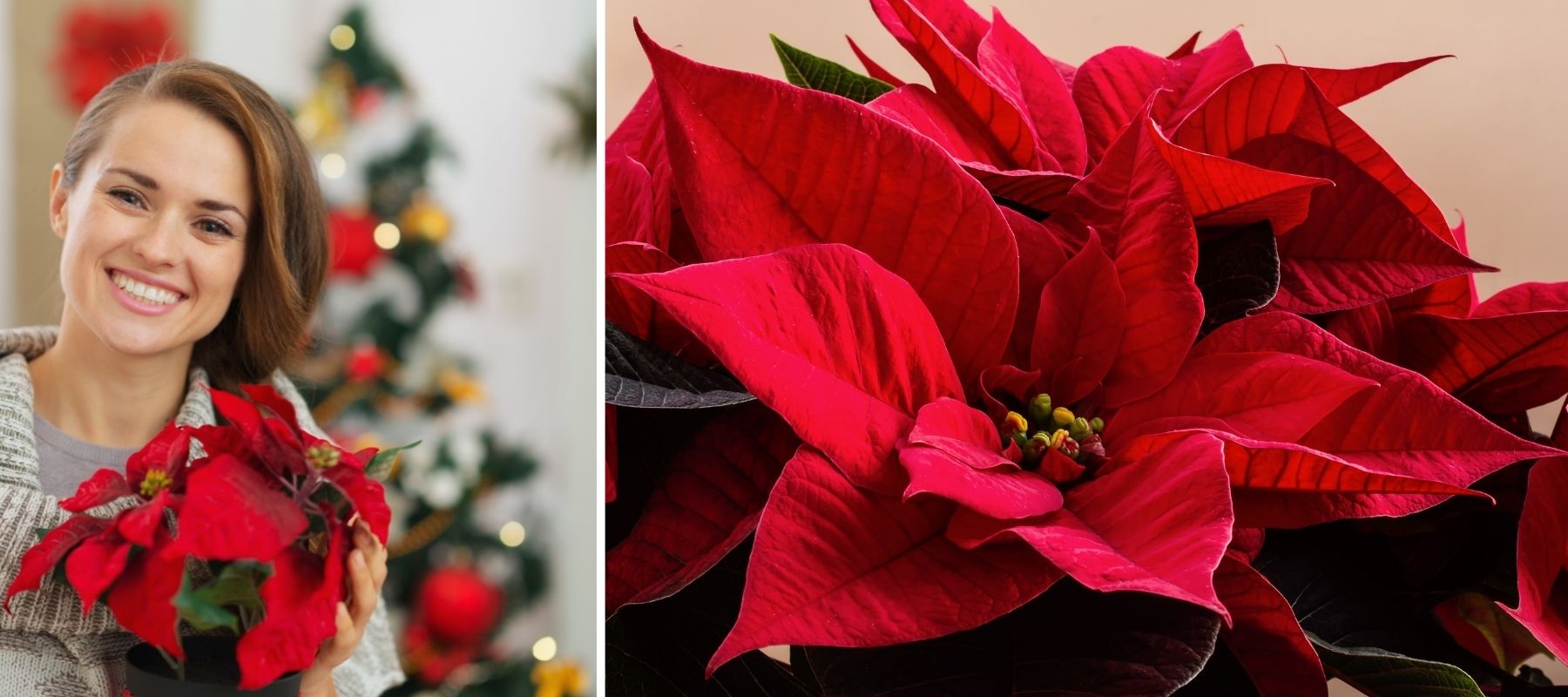 Weihnachtsstern Weihnachtsblume