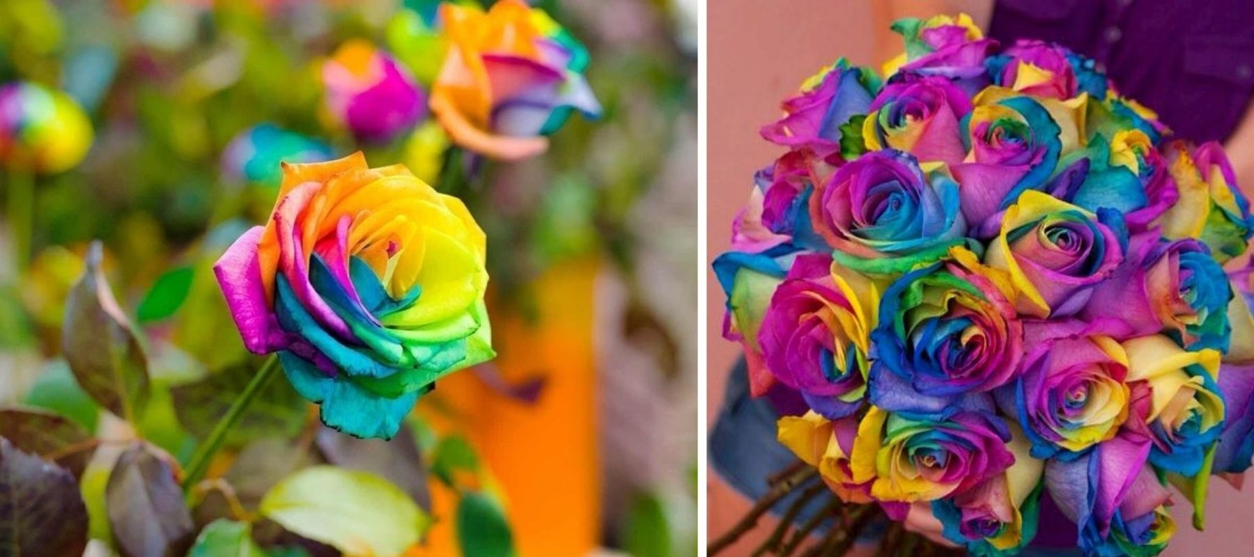 rainbow rose