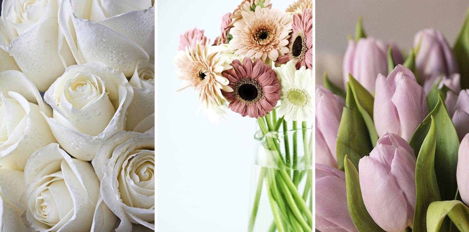 weiße Rose, Tulpe und Nelke