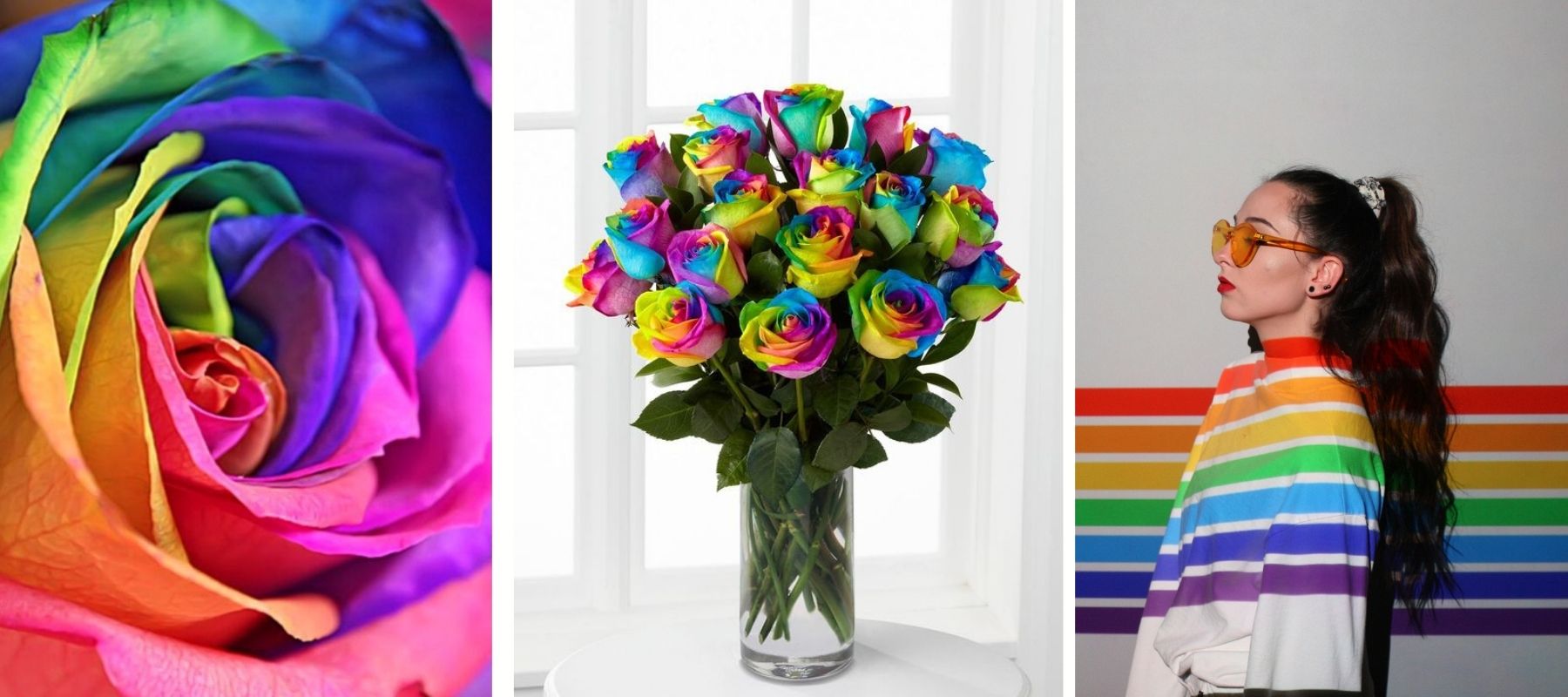 multicolored rose