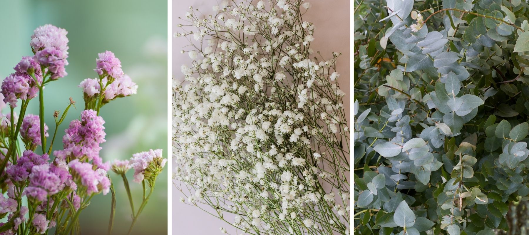 statice eucalyptus gypsophile