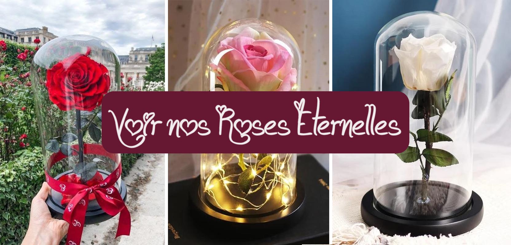 voirs nos roses eternelles sous cloche